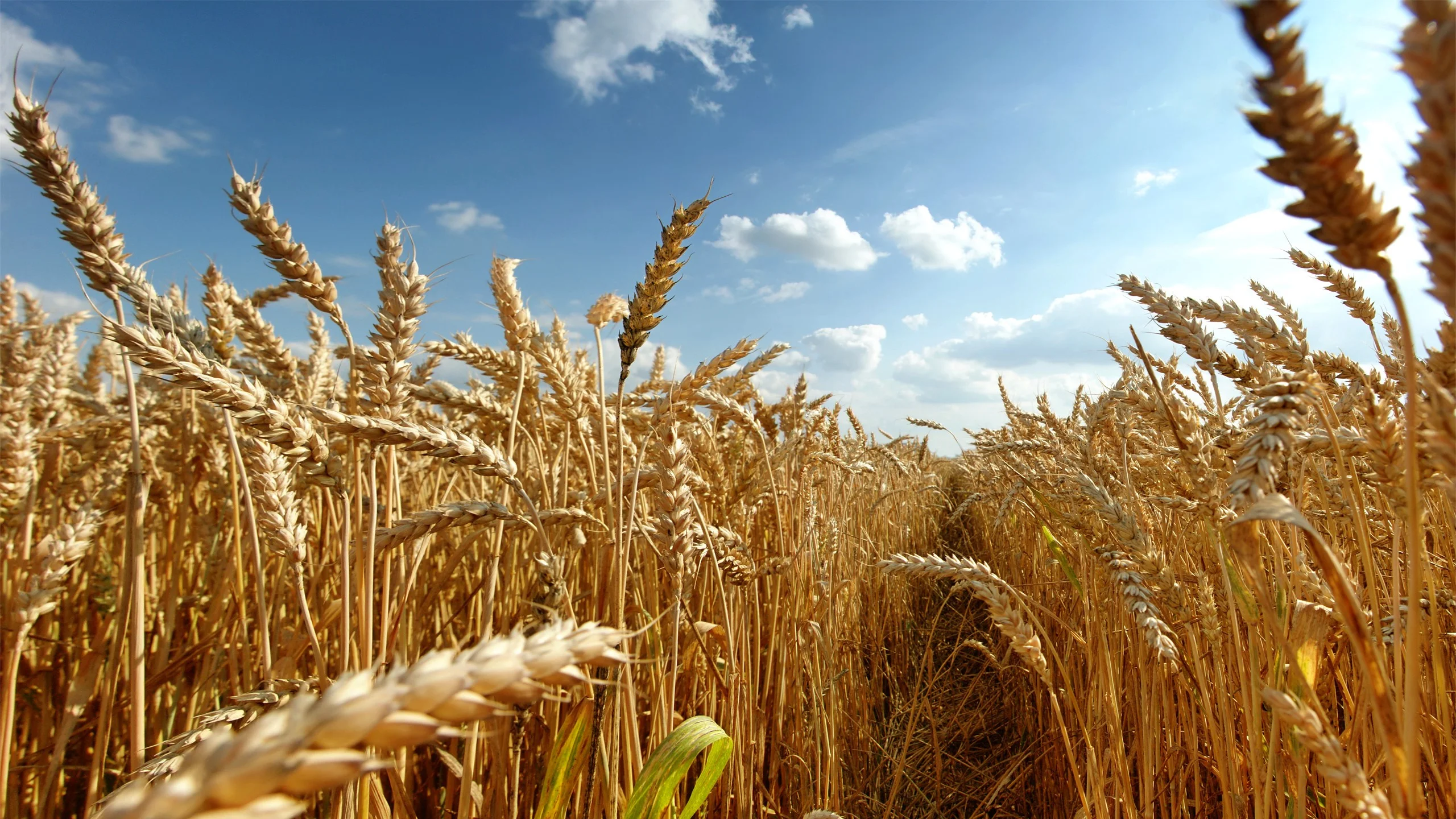 Временное лицензирование на вывоз зерновых ввели в Беларуси