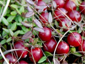 Как на Ельне с ягодой-клюквой дела?