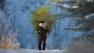 Ёлку из леса в Миорском районе по правилам!