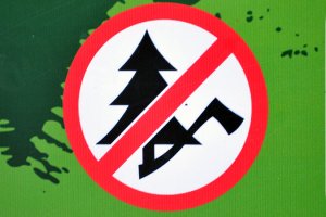 Вырубать самостоятельно ели в лесах Миорщины запрещено