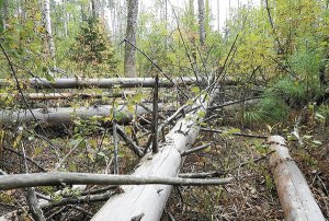 За вынос из леса поваленных или сухостойных деревьев — штраф 50 базовых! Почему?
