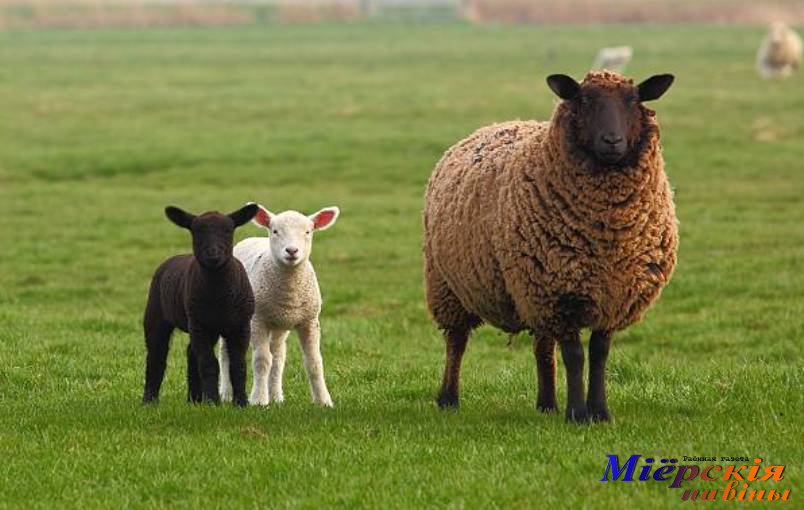 Развивать овцеводство в деревнях страны