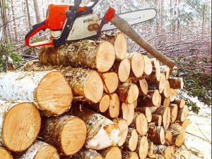 На Миорщине выгоднее заготовить самому, а не купить дрова