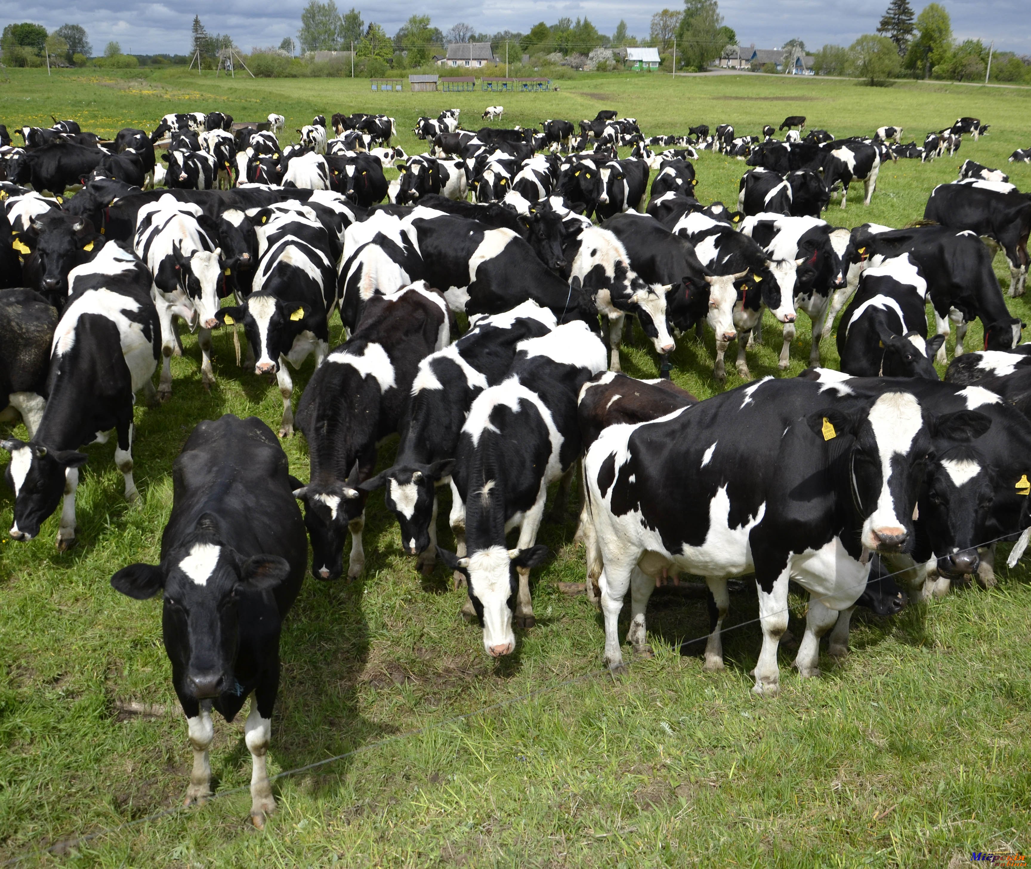 На заседании райисполкома рассмотрен ряд актуальных вопросов, среди них - зимний период в животноводстве