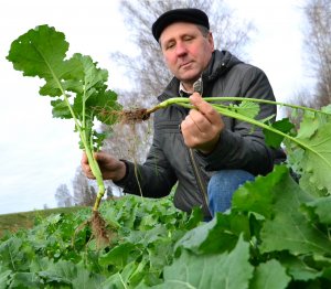 Благодать на земле родной, уверен агроном из Туркова