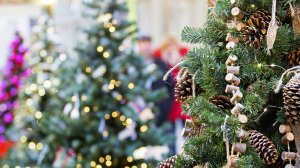 Государственная инспекция по охране животного и растительного мира принимает меры по предотвращению вырубки деревьев хвойных пород