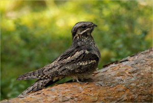 Организация «Ахова птушак Бацькаўшчыны» выбрала птицей нового года козодоя обыкновенного