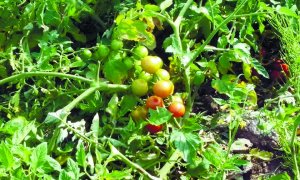 На миорской агроусадьбе «Сядзіба аратага» началась продажа помидоров