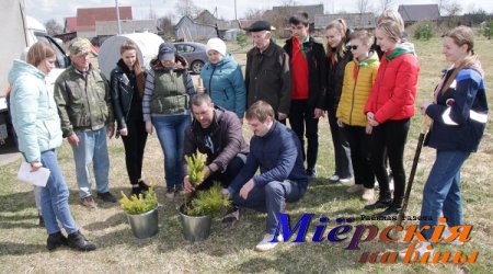 Миорщина приняла участие в республиканской экологической акции «Дерево героя»