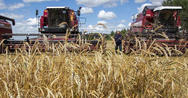 Уборачная кампанія ў гэтым годзе – найважнейшая тэма