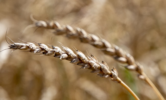 Азiмы ячмень як выратаванне