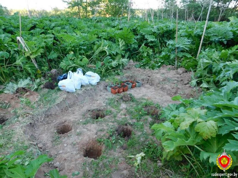 «Растениевод-любитель» из Браслава выращивал коноплю в зарослях борщевика