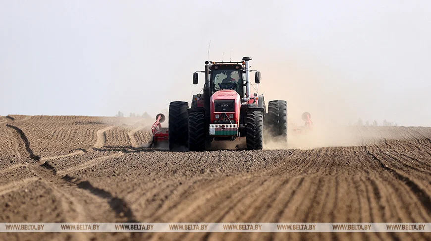 Аграрии Беларуси закончили посадку овощей