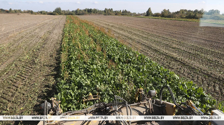 Свыше 3 млн тонн сахарной свеклы накопано в Беларуси