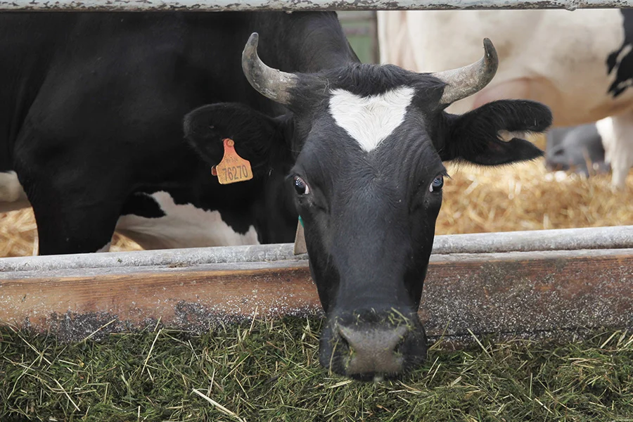 Комитетом госконтроля Витебской области выявлены нарушения в отрасли животноводства